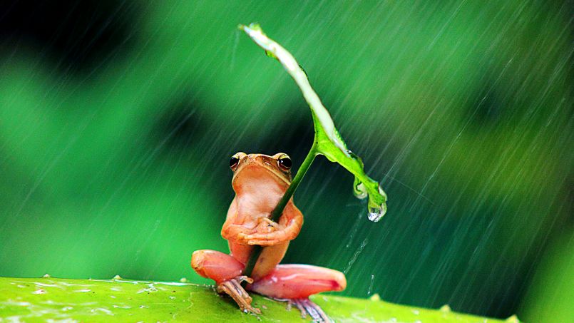 une grenouille pour jessica